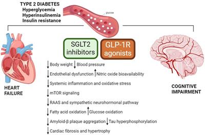 Glucagon-like peptide-1 receptor agonists and sodium-glucose cotransporter 2 inhibitors, anti-diabetic drugs in heart failure and cognitive impairment: potential mechanisms of the protective effects